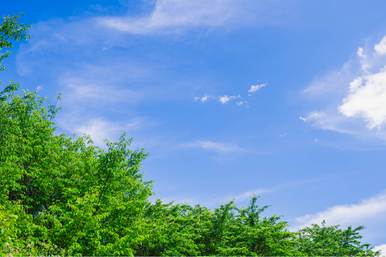 木と青空の写真