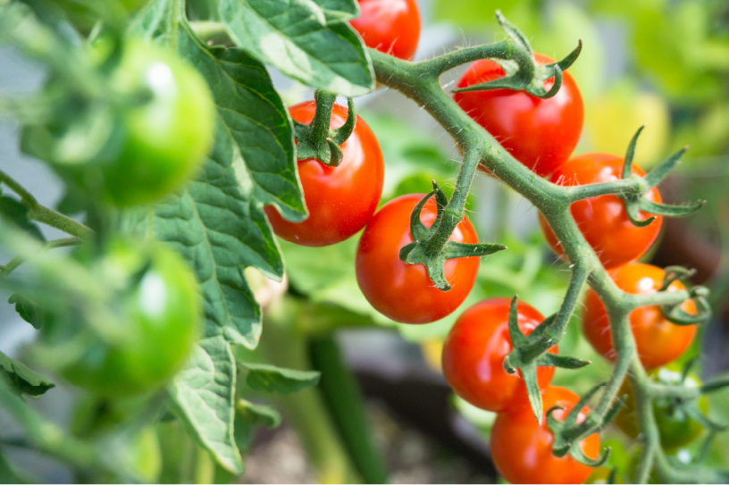 ミニトマトの写真